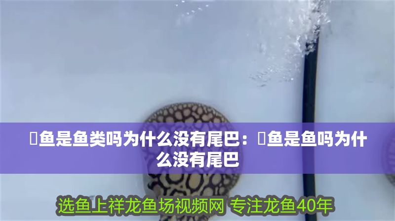 魟魚是魚類嗎為什么沒有尾巴：魟魚是魚嗎為什么沒有尾巴