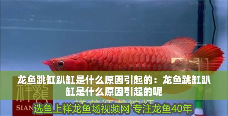 龍魚跳缸趴缸是什么原因引起的：龍魚跳缸趴缸是什么原因引起的呢