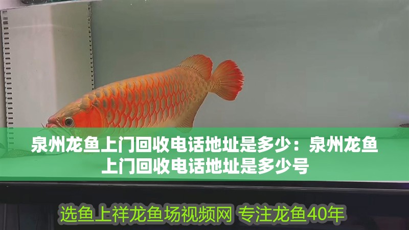 泉州龍魚上門回收電話地址是多少：泉州龍魚上門回收電話地址是多少號 泉州龍魚上門回收電話地址是多少：泉州龍魚上門回收電話地址是多少號 水族問答