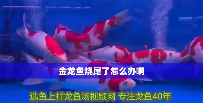 金龍魚燒尾了怎么辦啊