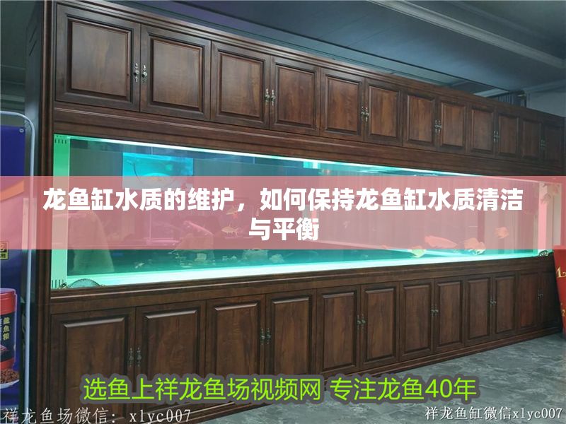 龍魚缸水質的維護，如何保持龍魚缸水質清潔與平衡