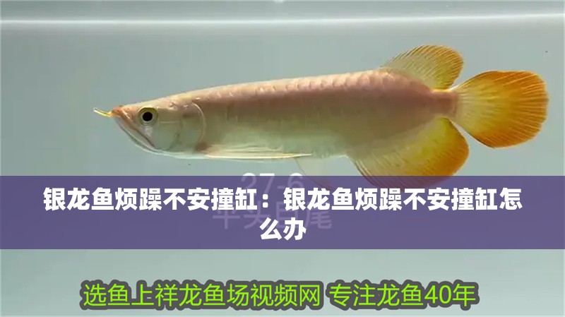 銀龍魚煩躁不安撞缸:銀龍魚煩躁不安撞缸怎么辦 水族問答 銀龍魚煩躁不安撞缸:銀龍魚煩躁不安撞缸怎么辦 銀龍魚煩躁不安撞缸:銀龍魚煩躁不安撞缸怎么辦 水族問答