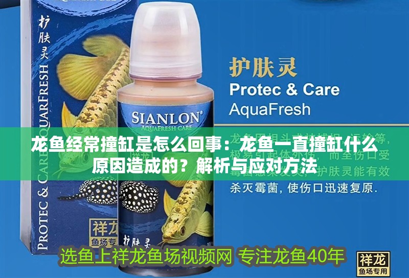 龍魚經常撞缸是怎么回事：龍魚一直撞缸什么原因造成的？解析與應對方法