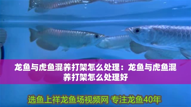 龍魚與虎魚混養打架怎么處理：龍魚與虎魚混養打架怎么處理好