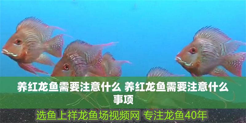 養(yǎng)紅龍魚需要注意什么 養(yǎng)紅龍魚需要注意什么事項 魚缸百科 第1張 養(yǎng)紅龍魚需要注意什么 養(yǎng)紅龍魚需要注意什么事項 養(yǎng)紅龍魚需要注意什么 養(yǎng)紅龍魚需要注意什么事項 魚缸百科 第1張