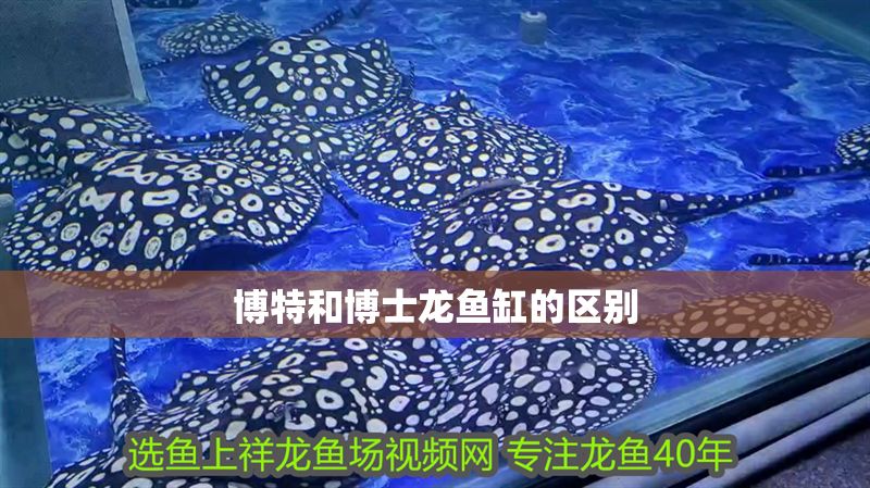 博特和博士龍魚缸的區別 博特和博士龍魚缸的區別 魚缸百科 第1張