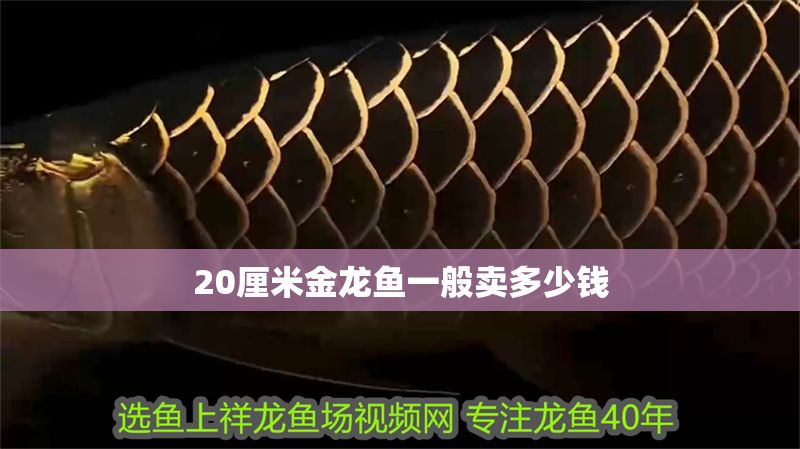 20厘米金龍魚一般賣多少錢