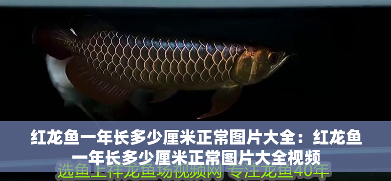 紅龍魚一年長多少厘米正常圖片大全：紅龍魚一年長多少厘米正常圖片大全視頻