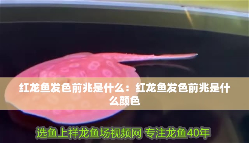紅龍魚發(fā)色前兆是什么：紅龍魚發(fā)色前兆是什么顏色 紅龍魚發(fā)色前兆是什么：紅龍魚發(fā)色前兆是什么顏色 水族問答