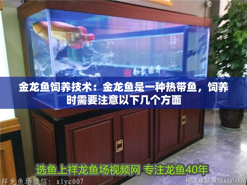 金龍魚飼養技術：金龍魚是一種熱帶魚，飼養時需要注意以下幾個方面 金龍魚飼養技術：金龍魚是一種熱帶魚，飼養時需要注意以下幾個方面 龍魚百科 第2張