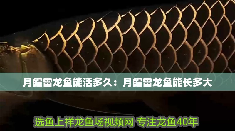 月鱧雷龍魚能活多久：月鱧雷龍魚能長多大