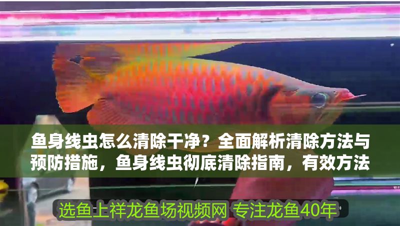 魚身線蟲怎么清除干凈？全面解析清除方法與預防措施，魚身線蟲徹底清除指南，有效方法與預防措施全解析