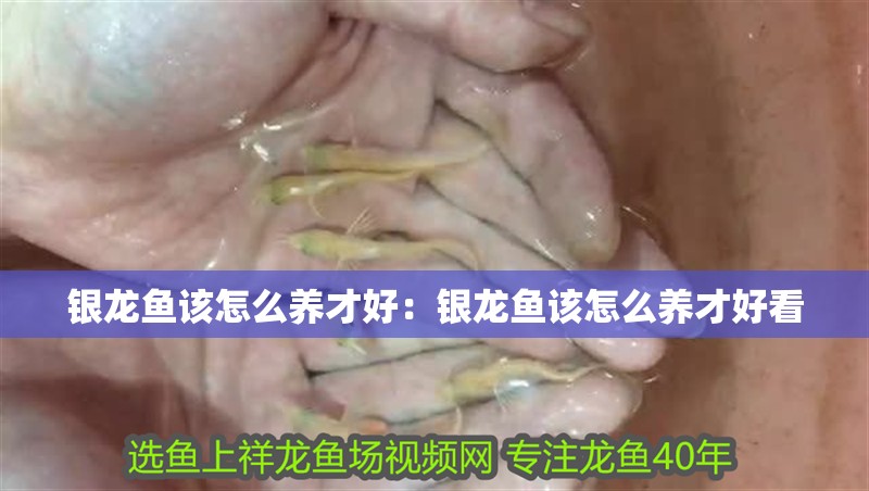 銀龍魚該怎么養才好：銀龍魚該怎么養才好看