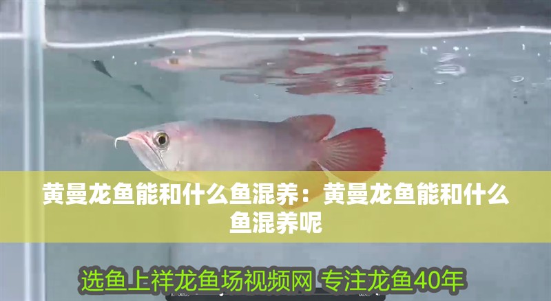 黃曼龍魚(yú)能和什么魚(yú)混養(yǎng)：黃曼龍魚(yú)能和什么魚(yú)混養(yǎng)呢