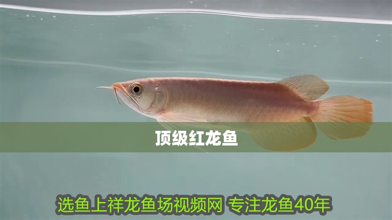 頂級紅龍魚