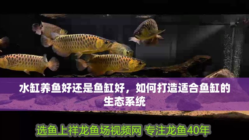 水缸養(yǎng)魚好還是魚缸好，如何打造適合魚缸的生態(tài)系統(tǒng)