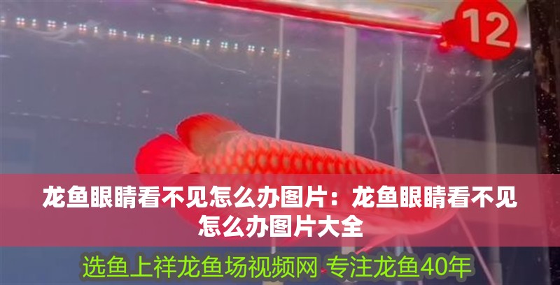 龍魚眼睛看不見怎么辦圖片：龍魚眼睛看不見怎么辦圖片大全
