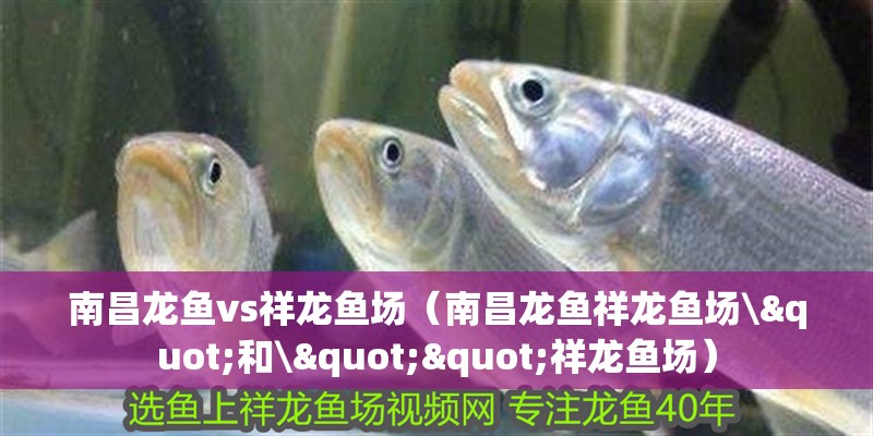 南昌龍魚vs祥龍魚場（南昌龍魚祥龍魚場\"和\""祥龍魚場） 南昌龍魚vs祥龍魚場（南昌龍魚祥龍魚場\"和\""祥龍魚場） 全國水族館企業名錄 第2張