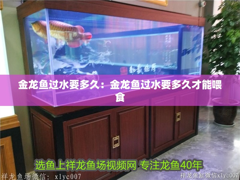 金龍魚過水要多久：金龍魚過水要多久才能喂食