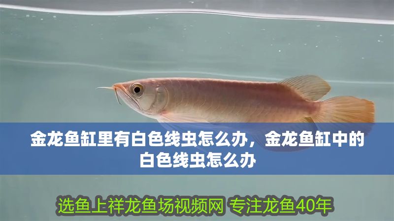 金龍魚缸里有白色線蟲怎么辦，金龍魚缸中的白色線蟲怎么辦 金龍魚缸里有白色線蟲怎么辦，金龍魚缸中的白色線蟲怎么辦 魚缸百科 第1張