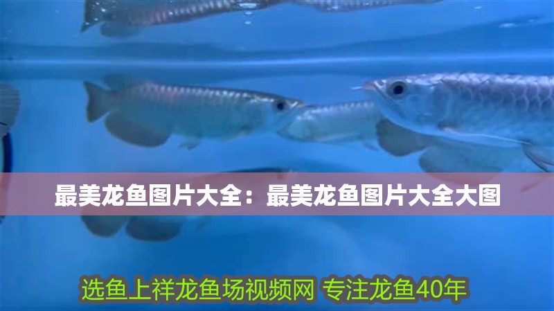最美龍魚圖片大全：最美龍魚圖片大全大圖