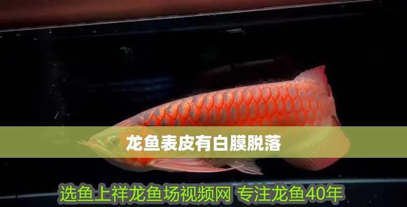 龍魚表皮有白膜脫落