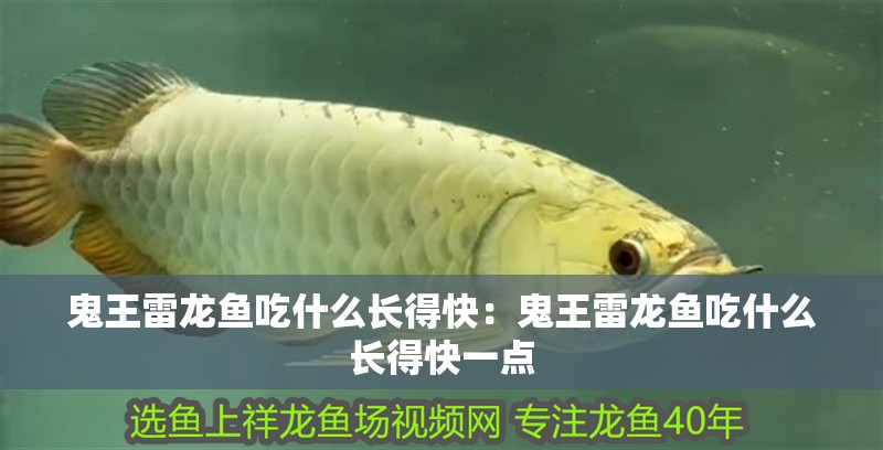 鬼王雷龍魚吃什么長得快：鬼王雷龍魚吃什么長得快一點(diǎn)
