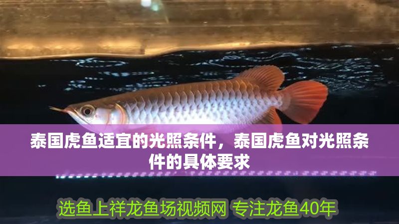 泰國(guó)虎魚(yú)適宜的光照條件，泰國(guó)虎魚(yú)對(duì)光照條件的具體要求