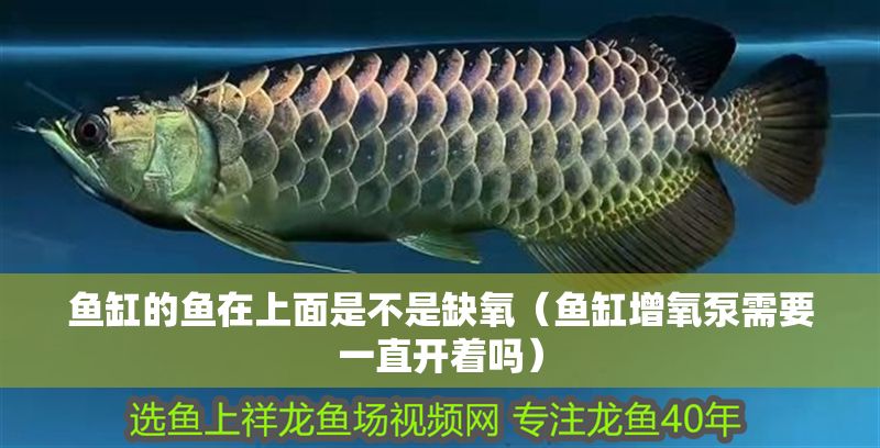 魚缸的魚在上面是不是缺氧（魚缸增氧泵需要一直開著嗎） 魚缸的魚在上面是不是缺氧（魚缸增氧泵需要一直開著嗎） 龍魚百科 第1張