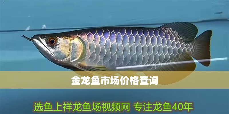 金龍魚市場價格查詢