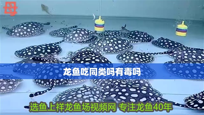 龍魚吃同類嗎有毒嗎 龍魚百科 第2張 龍魚吃同類嗎有毒嗎 龍魚吃同類嗎有毒嗎 龍魚百科 第2張