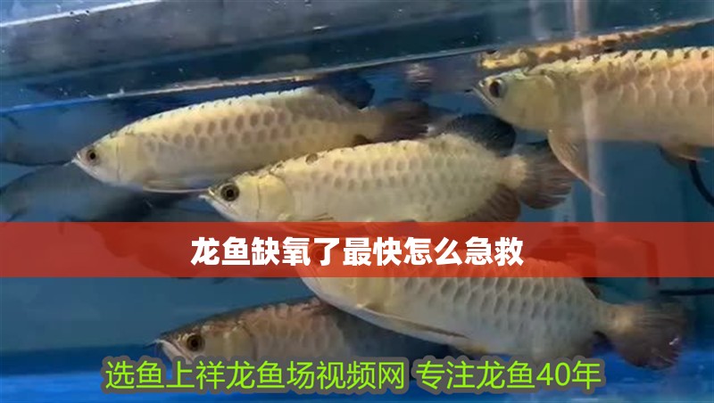 龍魚缺氧了最快怎么急救