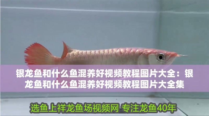 銀龍魚和什么魚混養好視頻教程圖片大全：銀龍魚和什么魚混養好視頻教程圖片大全集