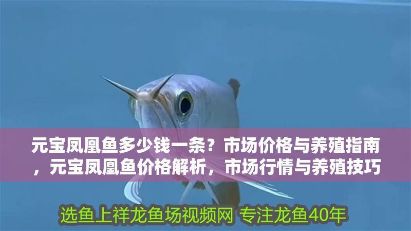 元寶鳳凰魚多少錢一條？市場價格與養殖指南，元寶鳳凰魚價格解析，市場行情與養殖技巧全指南 元寶鳳凰魚多少錢一條？市場價格與養殖指南，元寶鳳凰魚價格解析，市場行情與養殖技巧全指南 龍魚百科 第1張