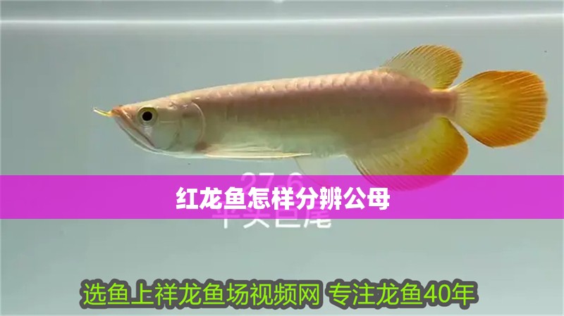 紅龍魚怎樣分辨公母