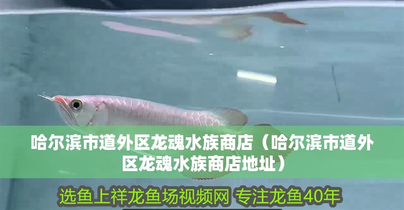 哈爾濱市道外區龍魂水族商店（哈爾濱市道外區龍魂水族商店地址） 哈爾濱市道外區龍魂水族商店（哈爾濱市道外區龍魂水族商店地址） 全國水族館企業名錄 第1張
