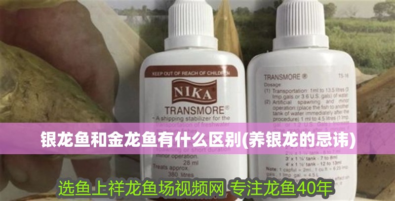 銀龍魚和金龍魚有什么區(qū)別(養(yǎng)銀龍的忌諱) 銀龍魚和金龍魚有什么區(qū)別(養(yǎng)銀龍的忌諱) 銀龍魚百科