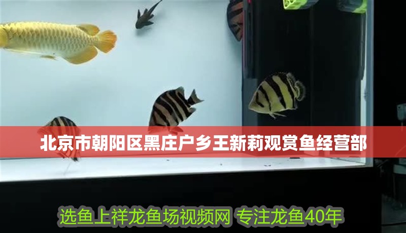 北京市朝陽區黑莊戶鄉王新莉觀賞魚經營部 北京市朝陽區黑莊戶鄉王新莉觀賞魚經營部 全國水族館企業名錄 第1張