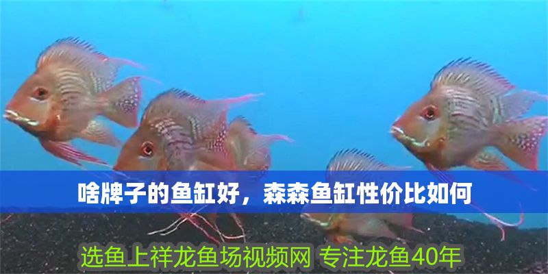 啥牌子的魚缸好，森森魚缸性價比如何