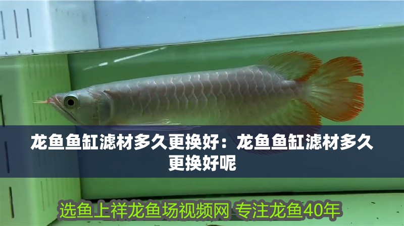 龍魚魚缸濾材多久更換好：龍魚魚缸濾材多久更換好呢