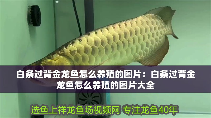 白條過背金龍魚怎么養殖的圖片：白條過背金龍魚怎么養殖的圖片大全
