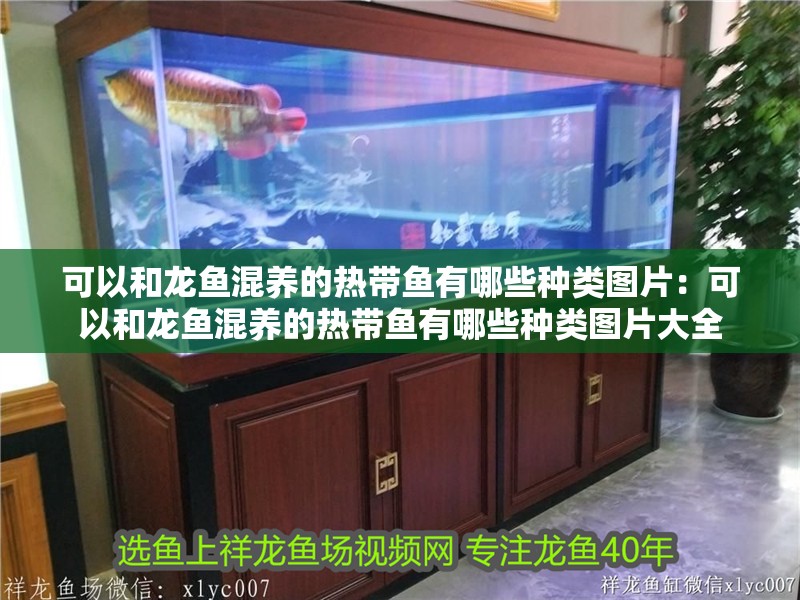 可以和龍魚(yú)混養(yǎng)的熱帶魚(yú)有哪些種類圖片：可以和龍魚(yú)混養(yǎng)的熱帶魚(yú)有哪些種類圖片大全