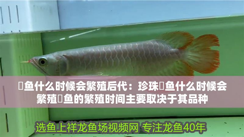 魟魚什么時候會繁殖后代：珍珠魟魚什么時候會繁殖魟魚的繁殖時間主要取決于其品種