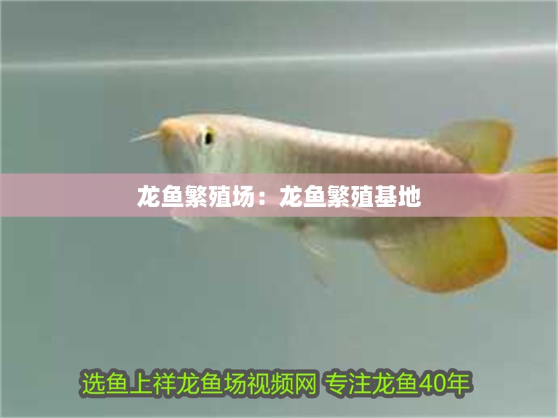 龍魚繁殖場：龍魚繁殖基地