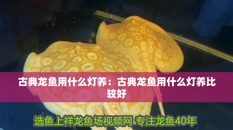 古典龍魚用什么燈養：古典龍魚用什么燈養比較好
