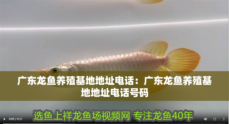 廣東龍魚養殖基地地址電話：廣東龍魚養殖基地地址電話號碼