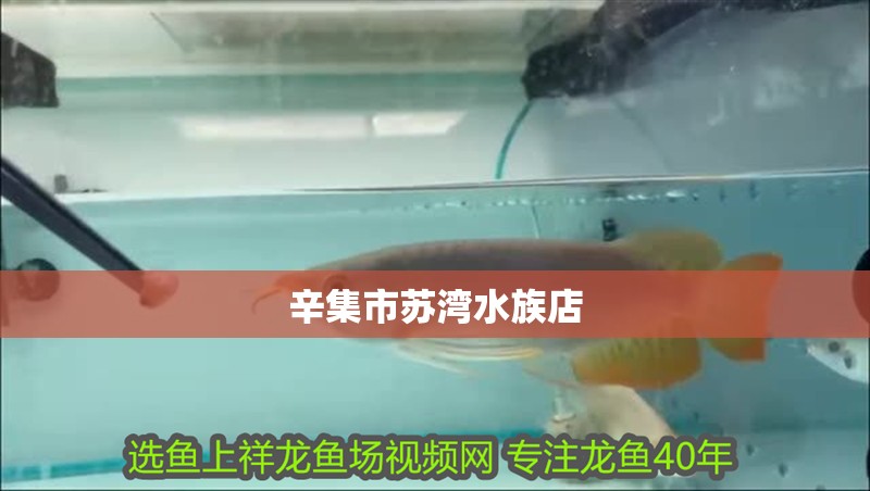 辛集市蘇灣水族店