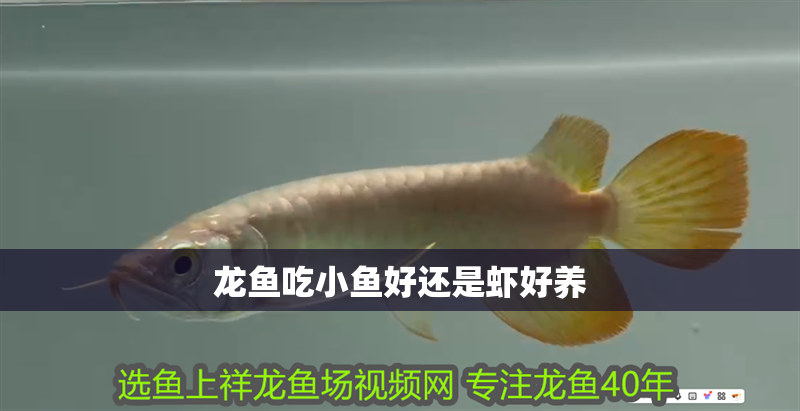 龍魚吃小魚好還是蝦好養(yǎng)