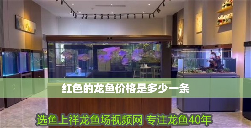 紅色的龍魚價格是多少一條