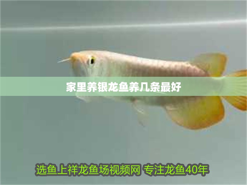 家里養(yǎng)銀龍魚(yú)養(yǎng)幾條最好